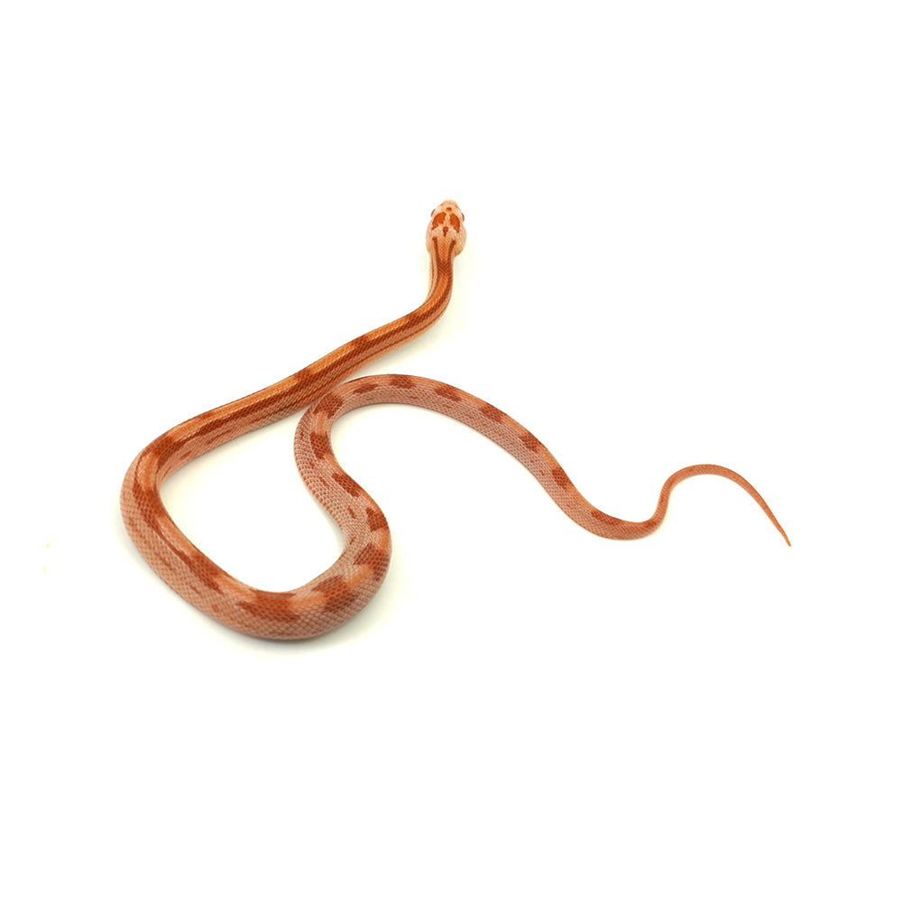 Albino Cube Corn Snake