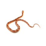 Albino Cube Corn Snake