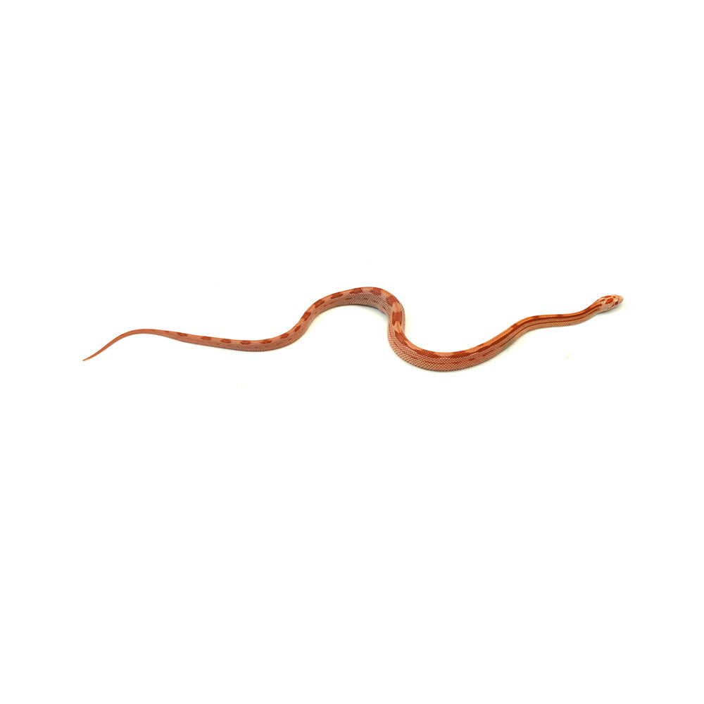 Albino Cube Corn Snake