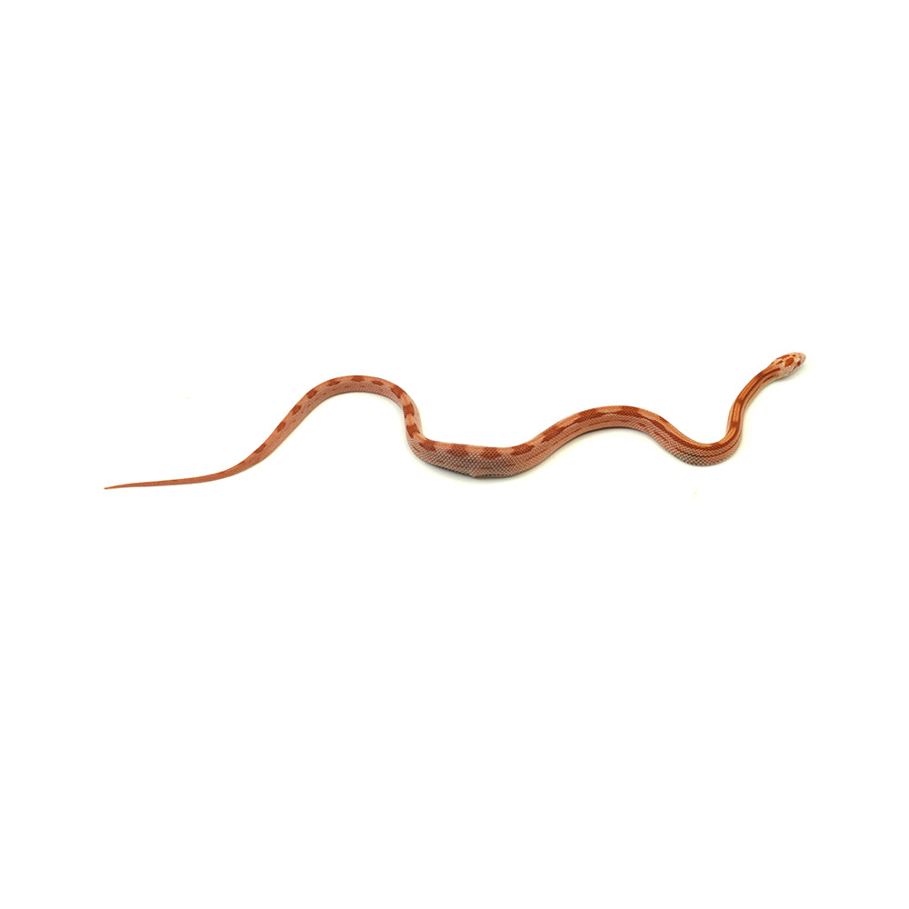 Albino Cube Corn Snake