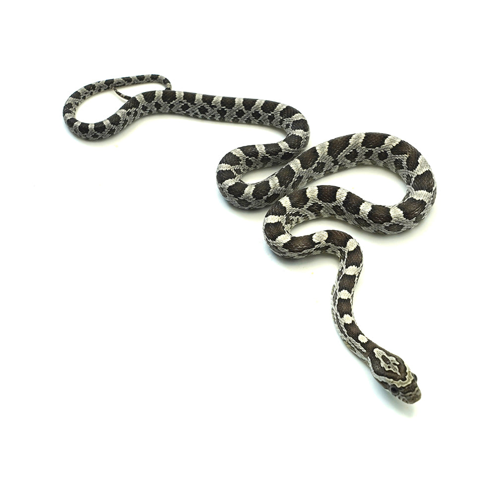 Anery Corn Snake