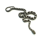 Anery Corn Snake