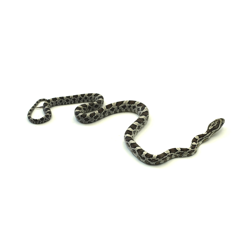 Anery Corn Snake