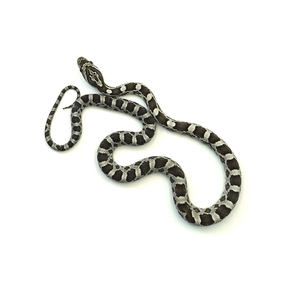 Anery Corn Snake