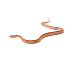 Albino Stripe Corn Snake