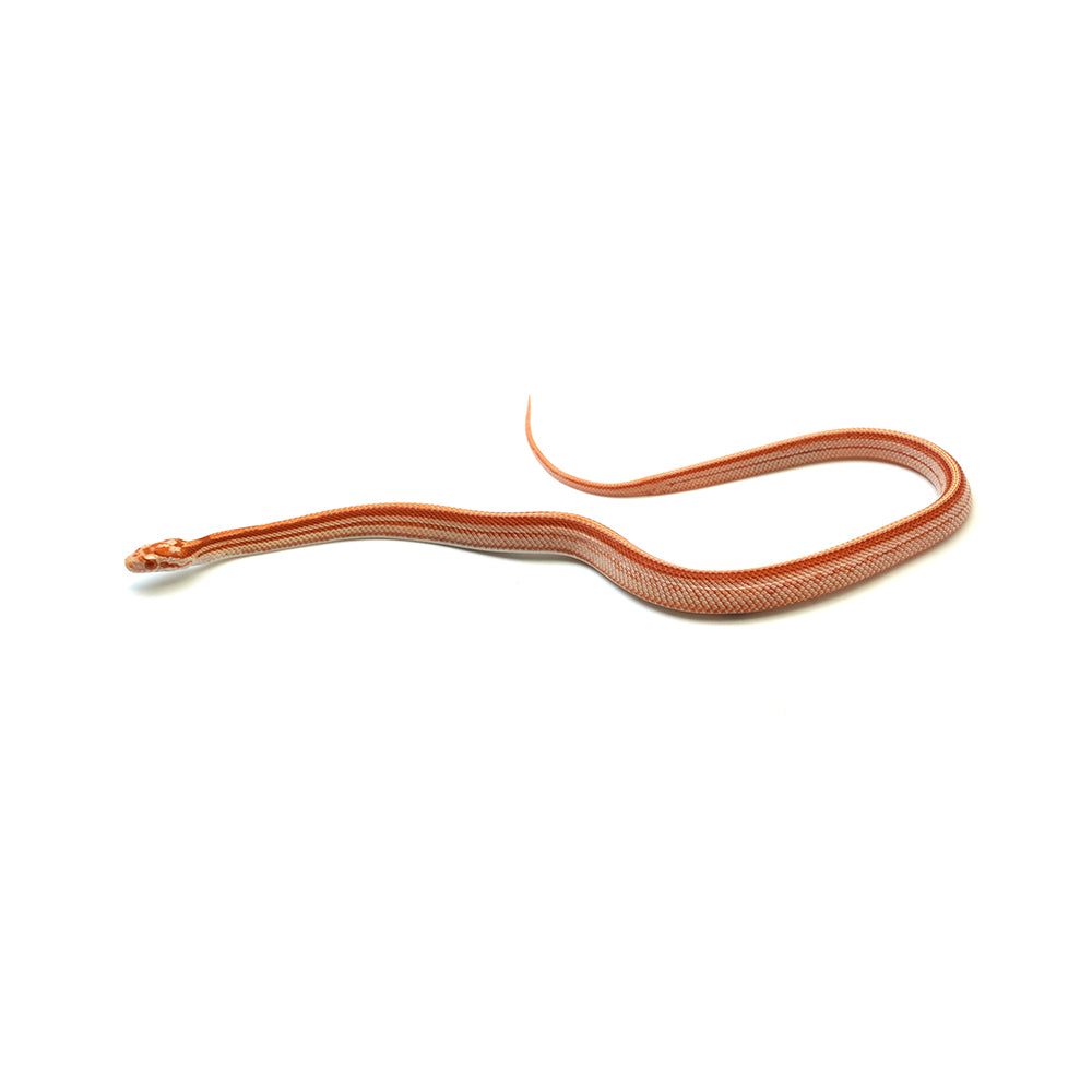Albino Stripe Corn Snake