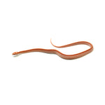 Albino Stripe Corn Snake