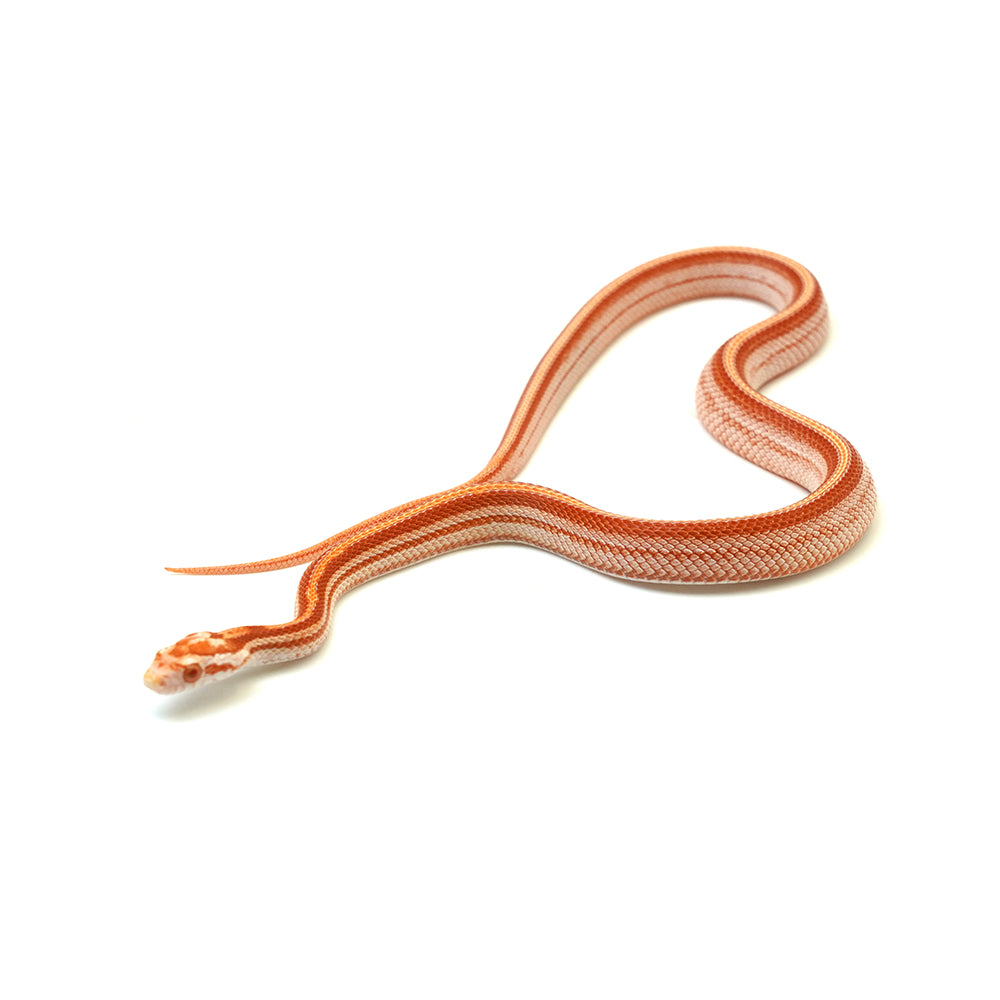 Albino Stripe Corn Snake