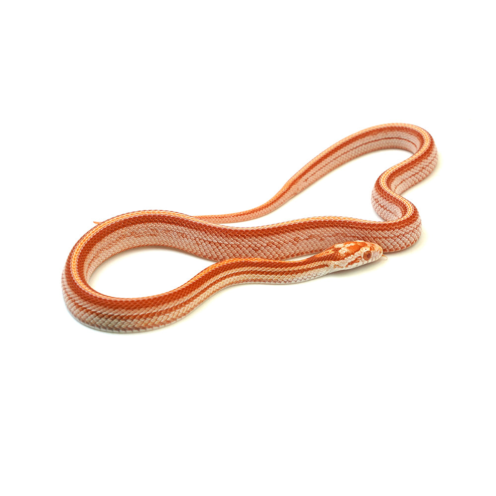 Albino Stripe Corn Snake