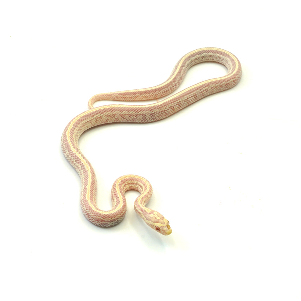 Opal Tessera Corn Snake