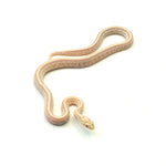 Opal Tessera Corn Snake