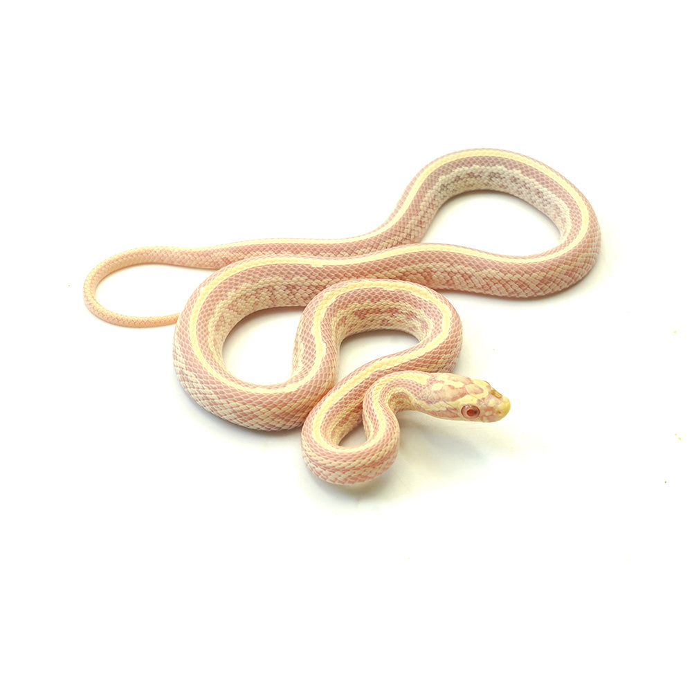 Opal Tessera Corn Snake