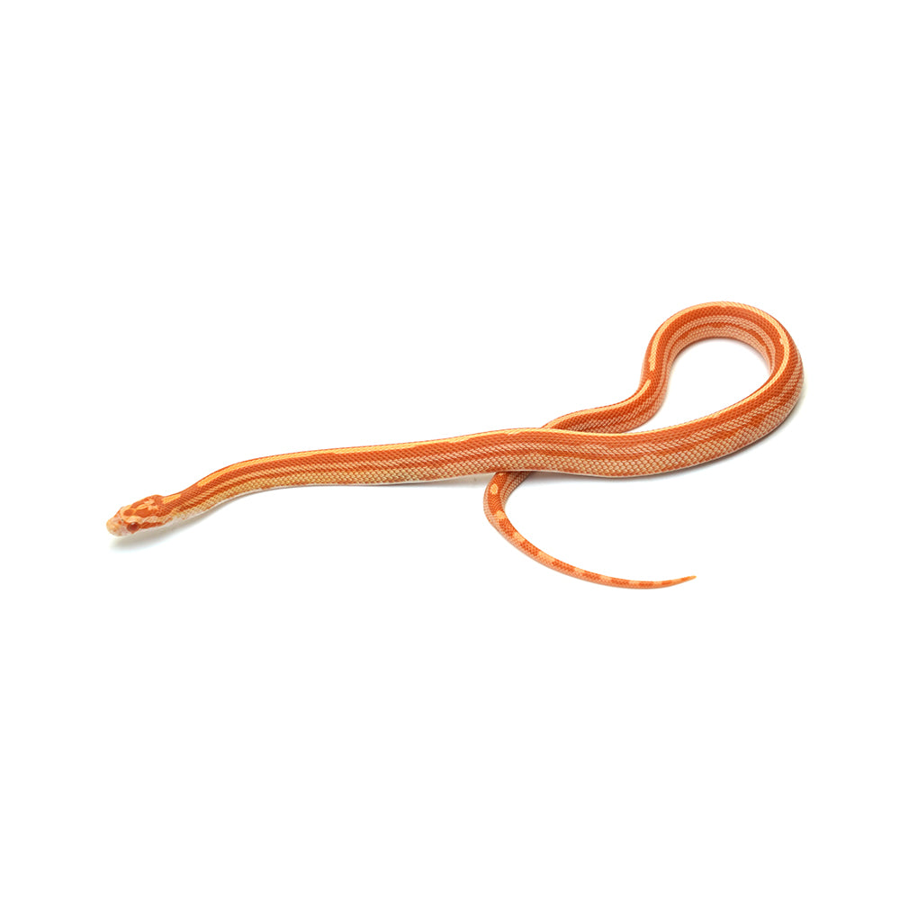 Albino Stripe Corn Snake