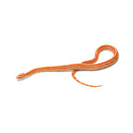 Albino Stripe Corn Snake