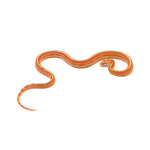 Albino Stripe Corn Snake
