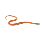 Albino Stripe Corn Snake