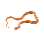 Albino Stripe Corn Snake