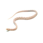Salmon Corn Snake