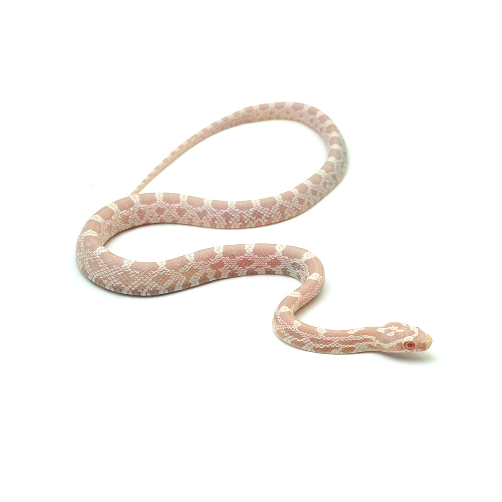 Salmon Corn Snake