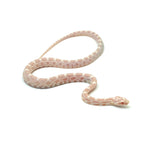 Salmon Corn Snake