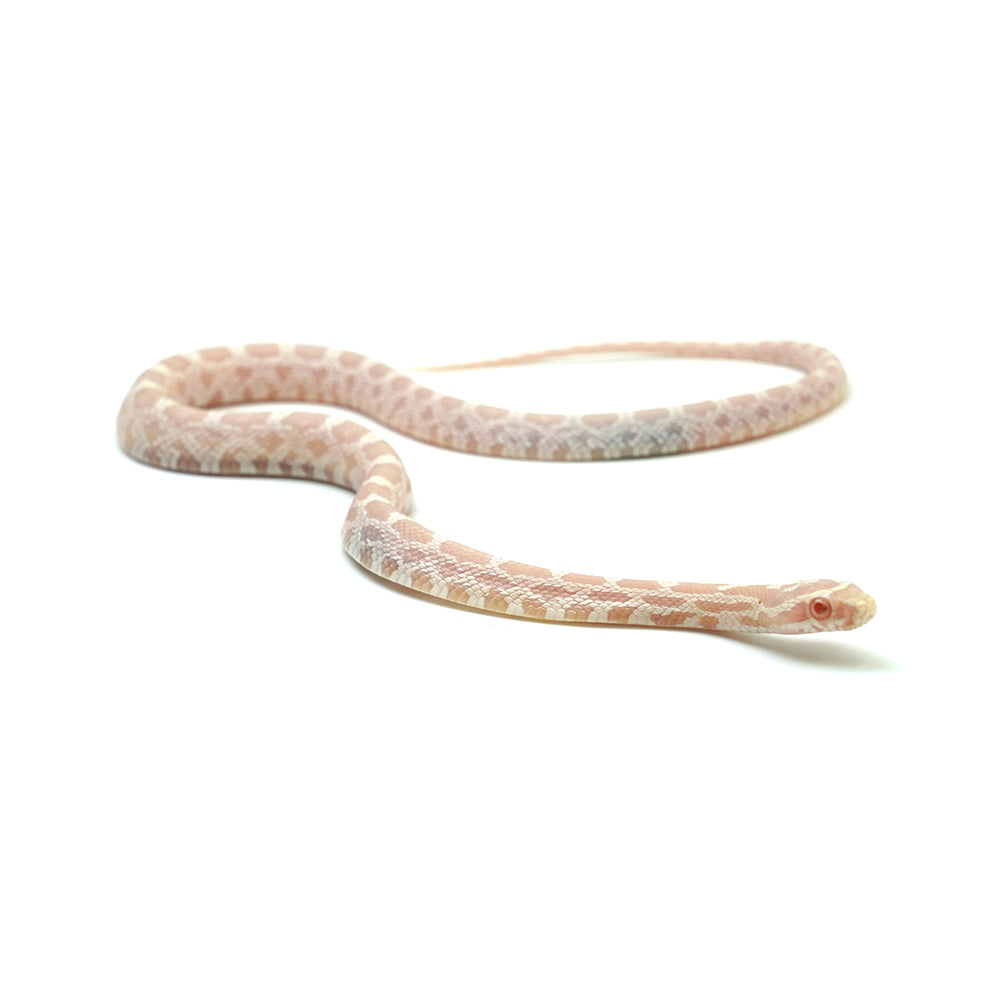 Salmon Corn Snake
