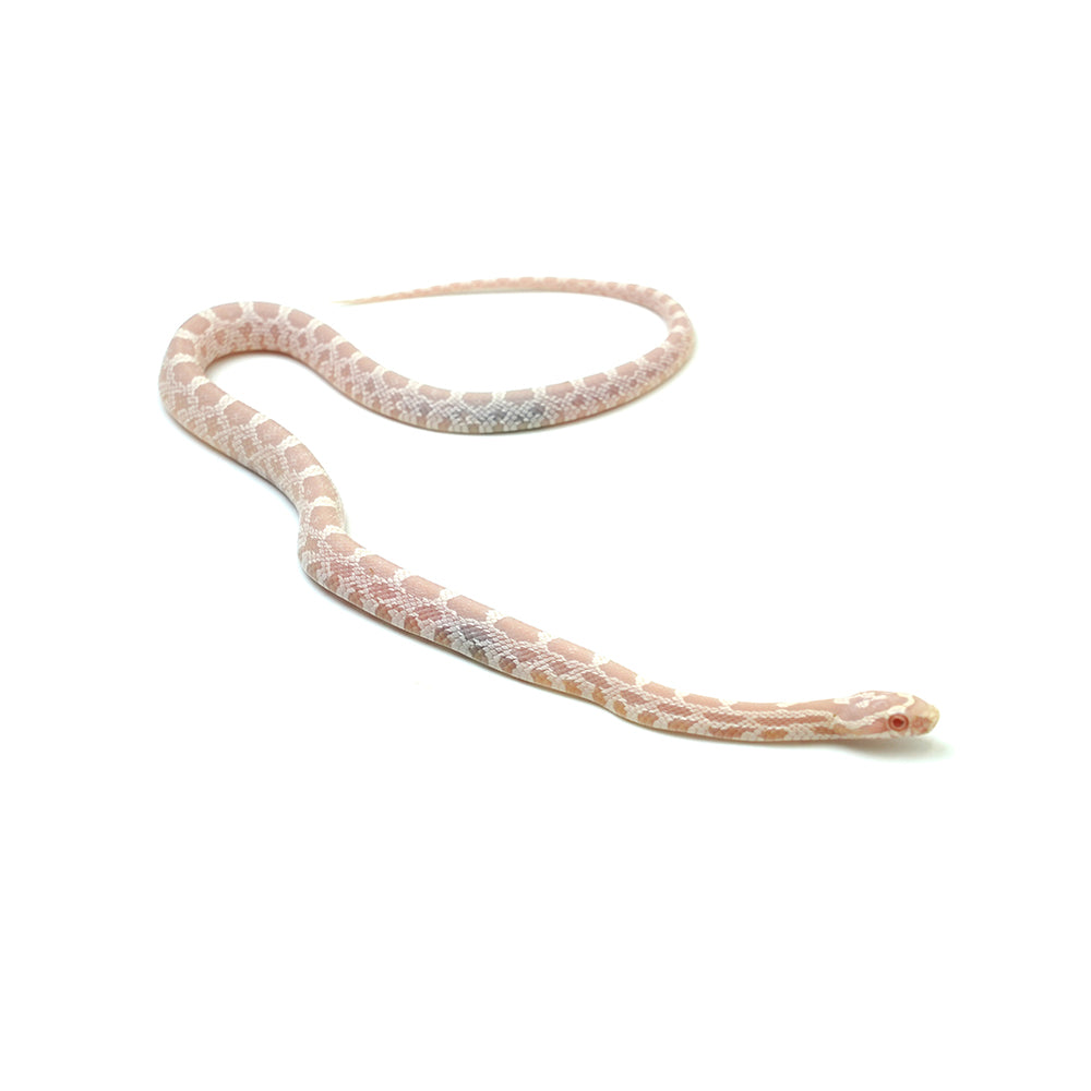 Salmon Corn Snake