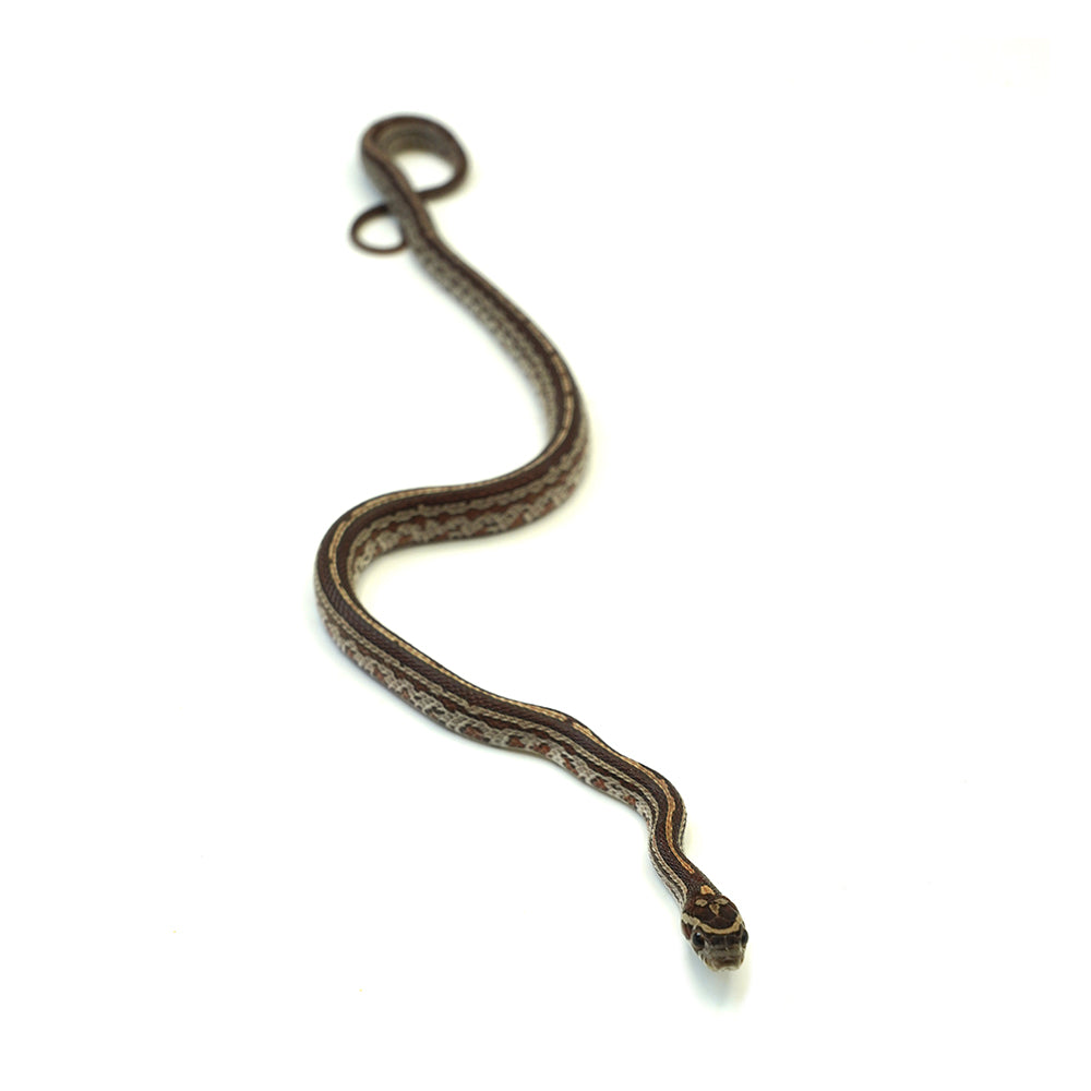 Tessera Corn Snake