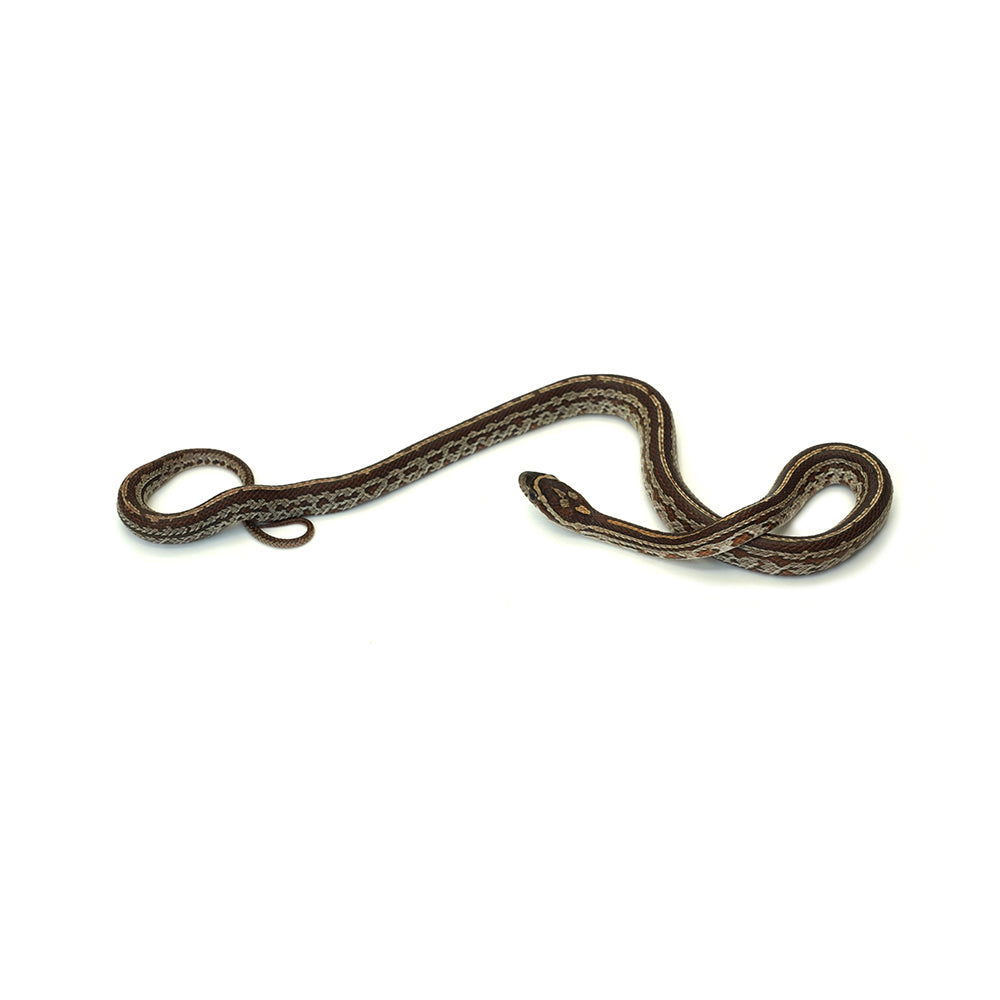Tessera Corn Snake