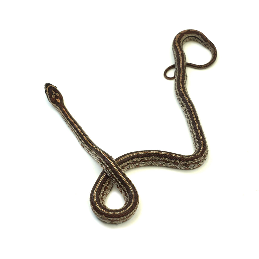 Tessera Corn Snake