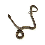 Tessera Corn Snake