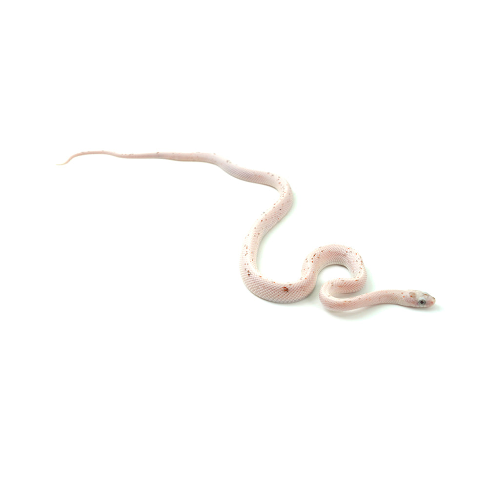 Palmetto Corn Snake