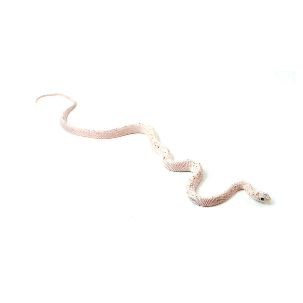 Palmetto Corn Snake