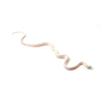 Palmetto Corn Snake