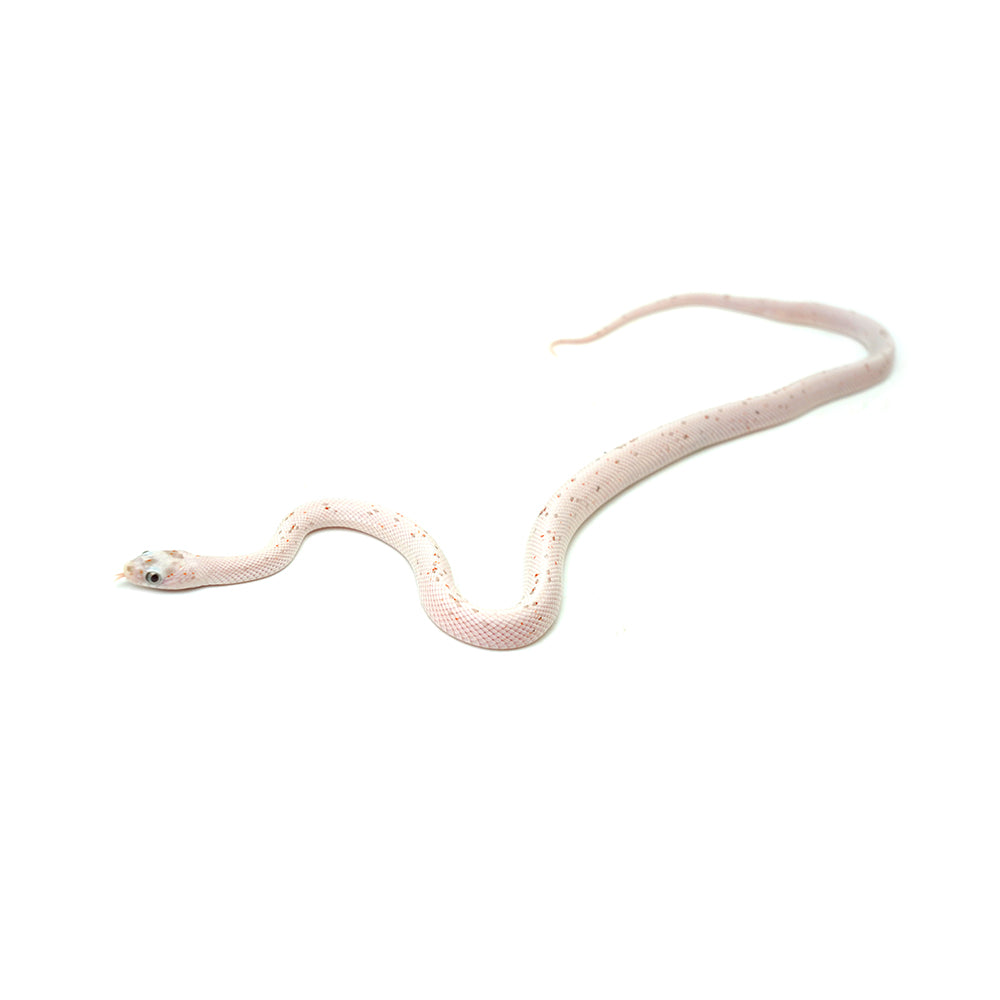 Palmetto Corn Snake