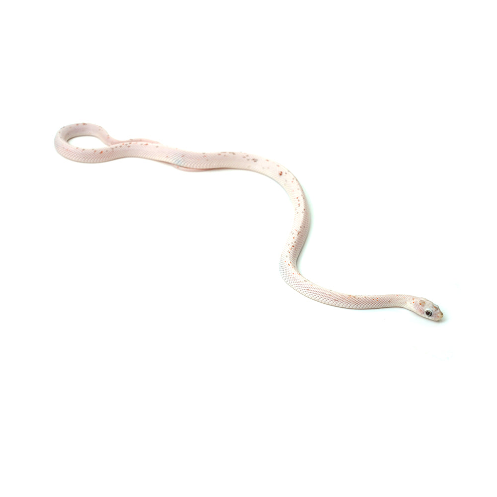 Palmetto Corn Snake