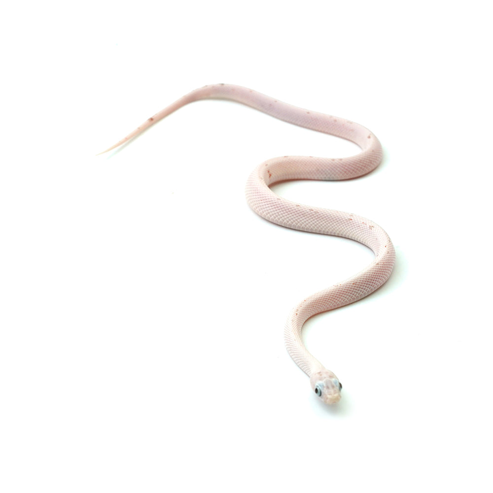 Palmetto Corn Snake