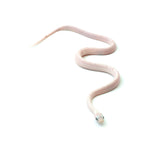 Palmetto Corn Snake