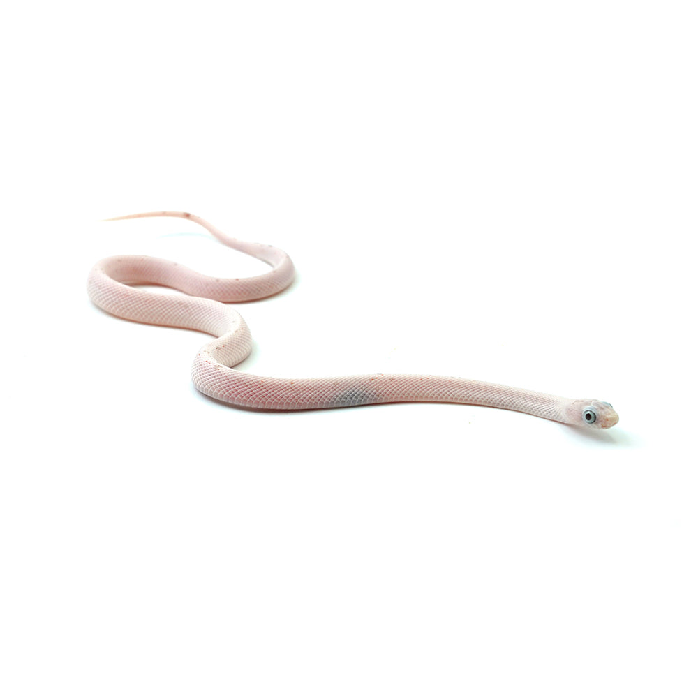 Palmetto Corn Snake