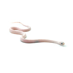 Palmetto Corn Snake