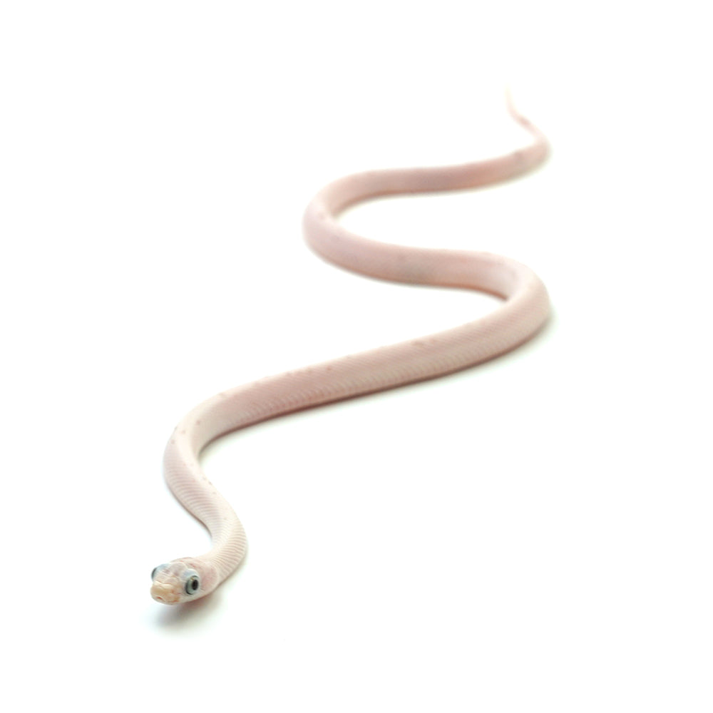 Palmetto Corn Snake