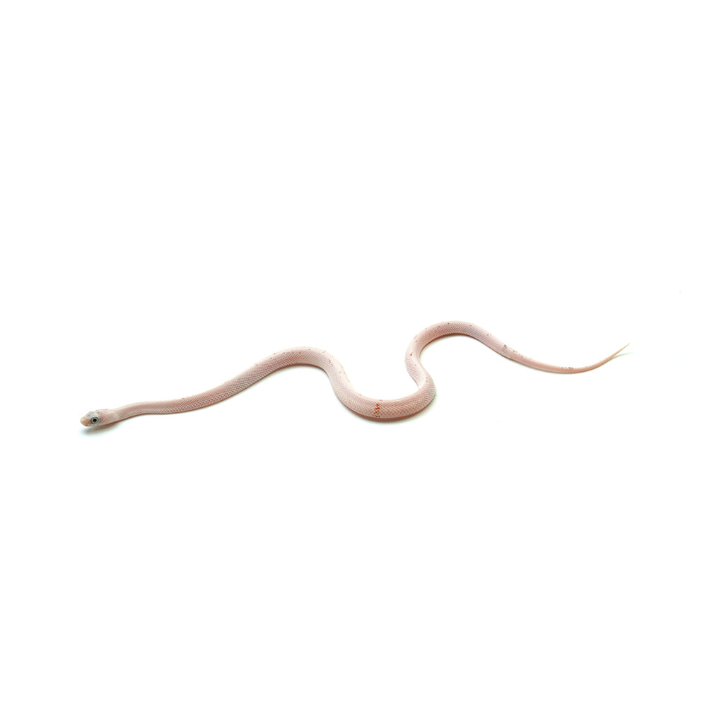 Palmetto Corn Snake