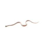 Palmetto Corn Snake