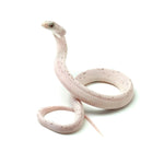 Anery Palmetto Corn Snake