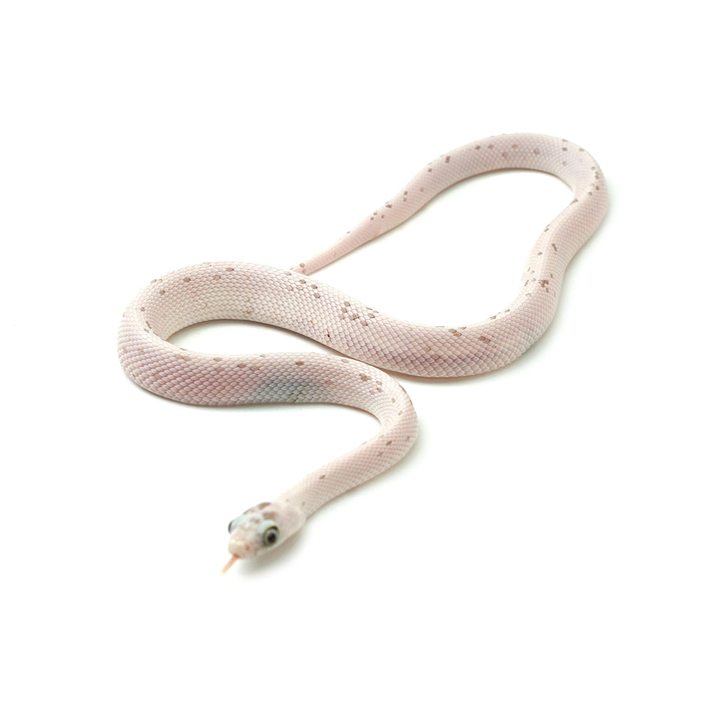 Anery Palmetto Corn Snake