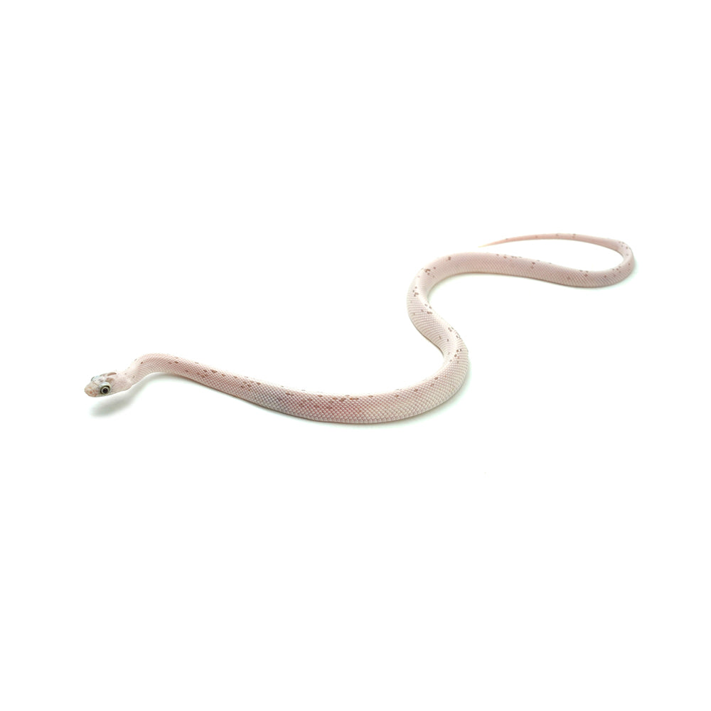 Anery Palmetto Corn Snake
