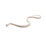 Anery Palmetto Corn Snake