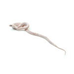 Palmetto Corn Snake