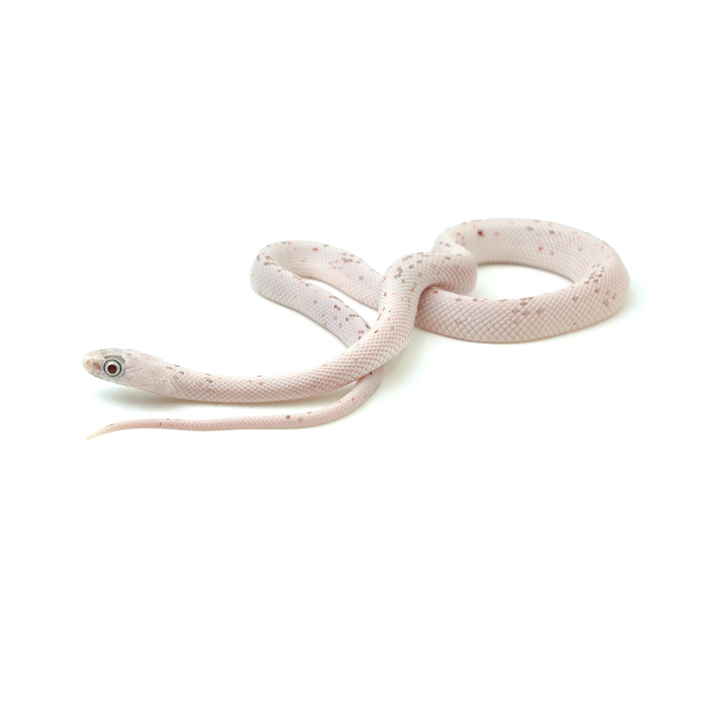 Palmetto Corn Snake