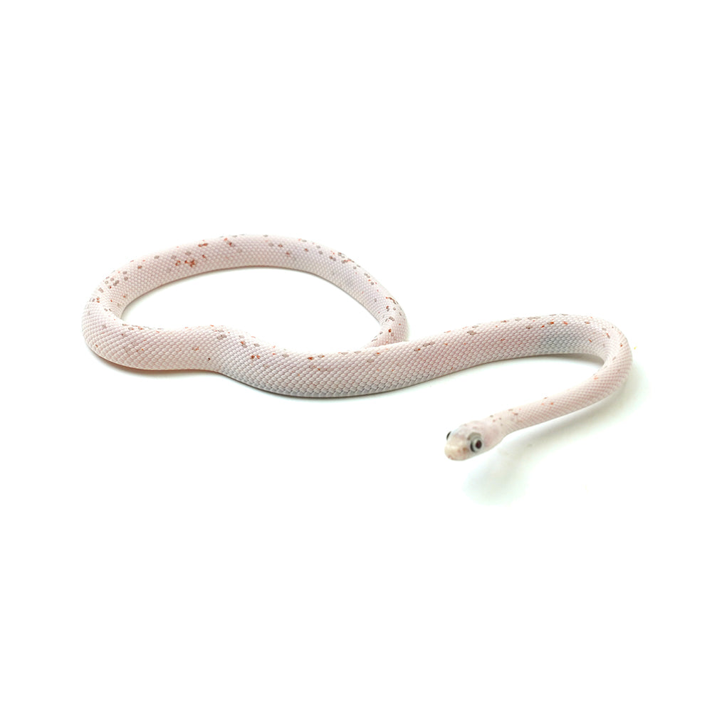 Palmetto Corn Snake