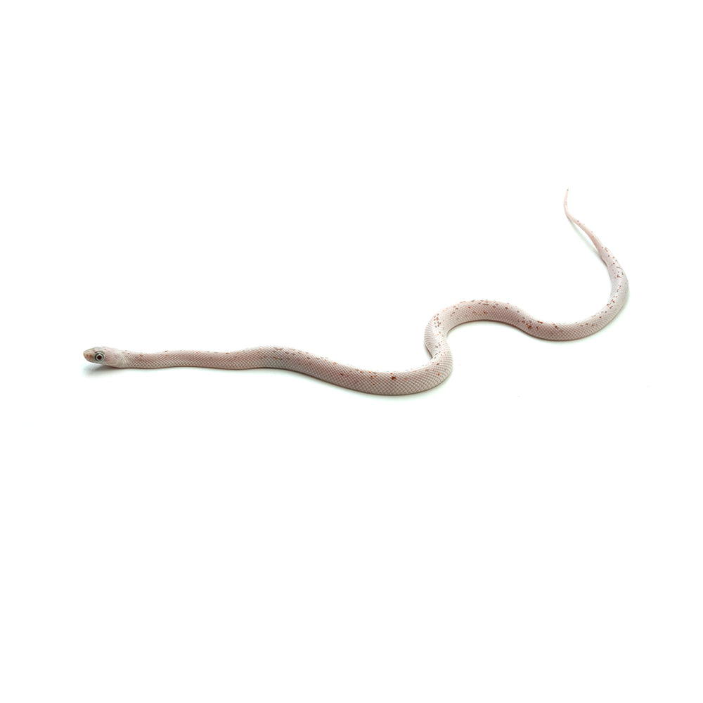 Palmetto Corn Snake